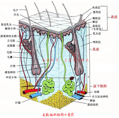 皮肤的解剖结构