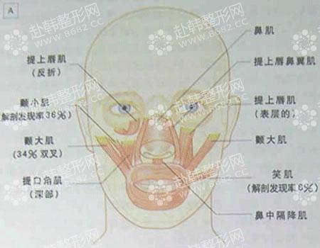 直击面部脂肪分布解剖