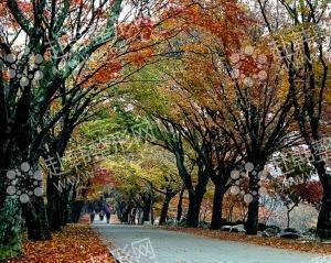 秋天是韩国旅游的季节