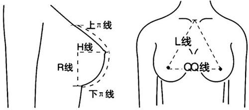 乳房比例图