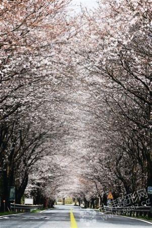 3月赴韩赏樱浪漫之旅 邂逅最美的春景