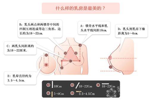 专家解析什么样的乳房是较美的