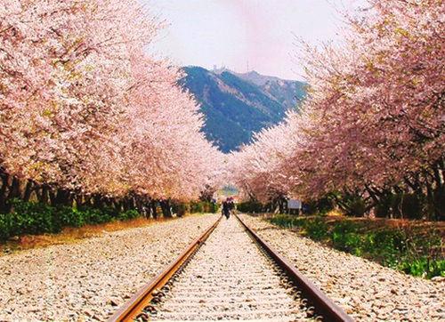 韩国济州岛精华景点：樱花大道