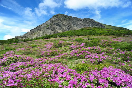 韩国旅游之汉拿山天然保护区