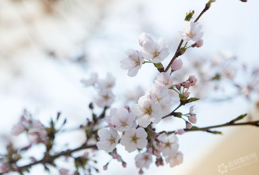 汝矣岛春花节