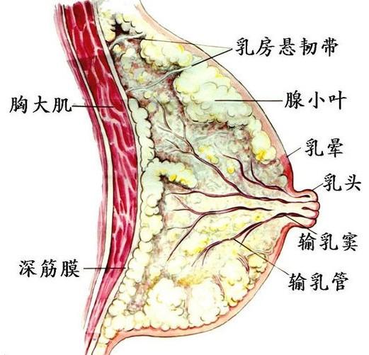 姚贝娜乳腺癌病逝 隆胸对乳腺有影响吗？