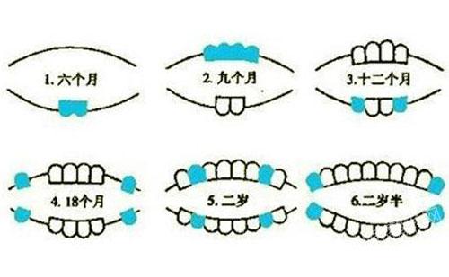 (兒童換牙順序圖)其次,爸爸媽媽們對換牙期的瞭解不能侷限於時間,更