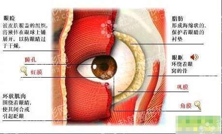 下眼睑结构图片